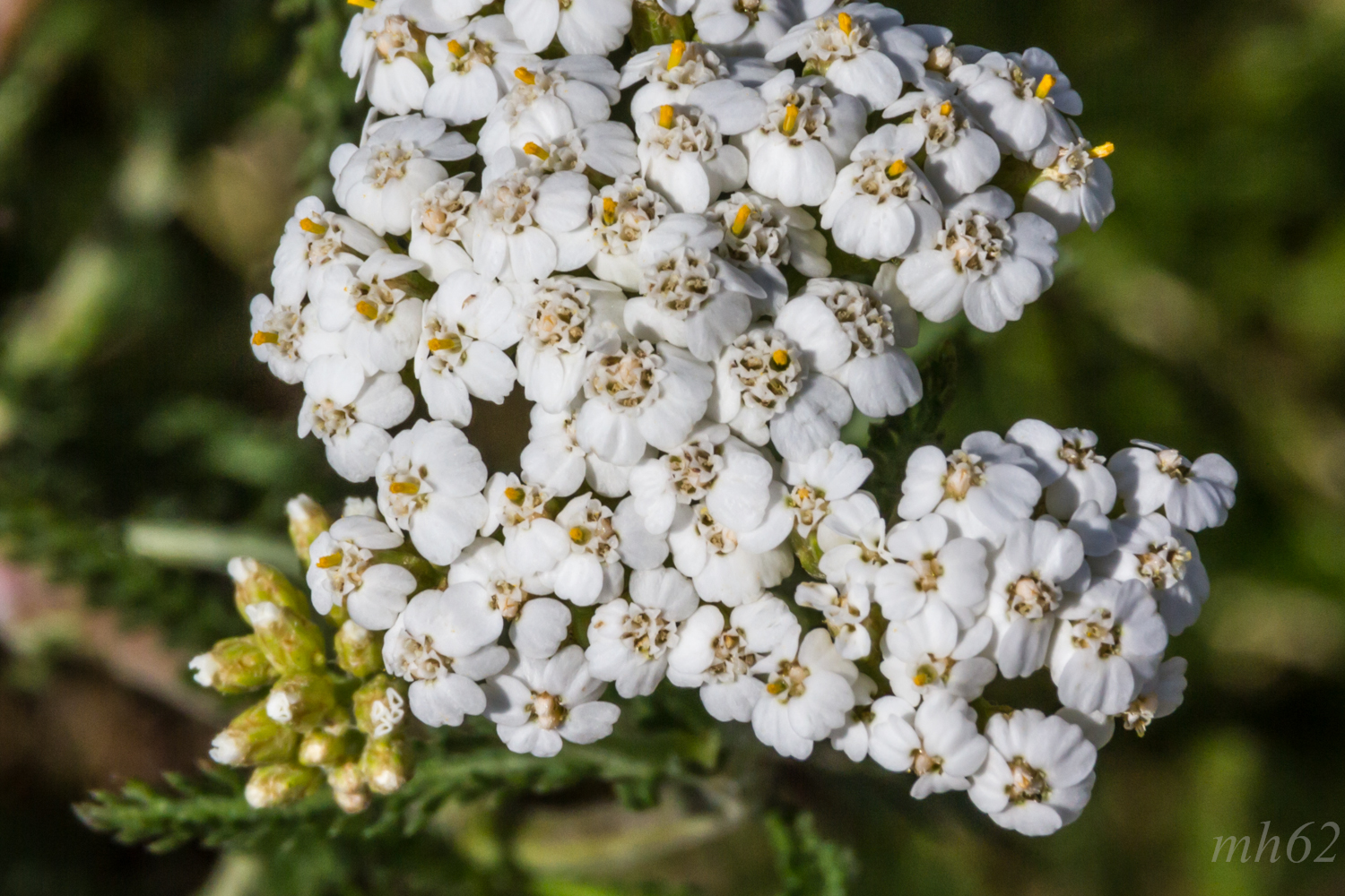 Achillea