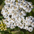 Achillea