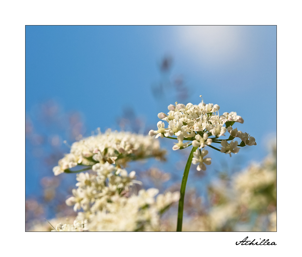 Achillea