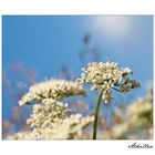 Achillea