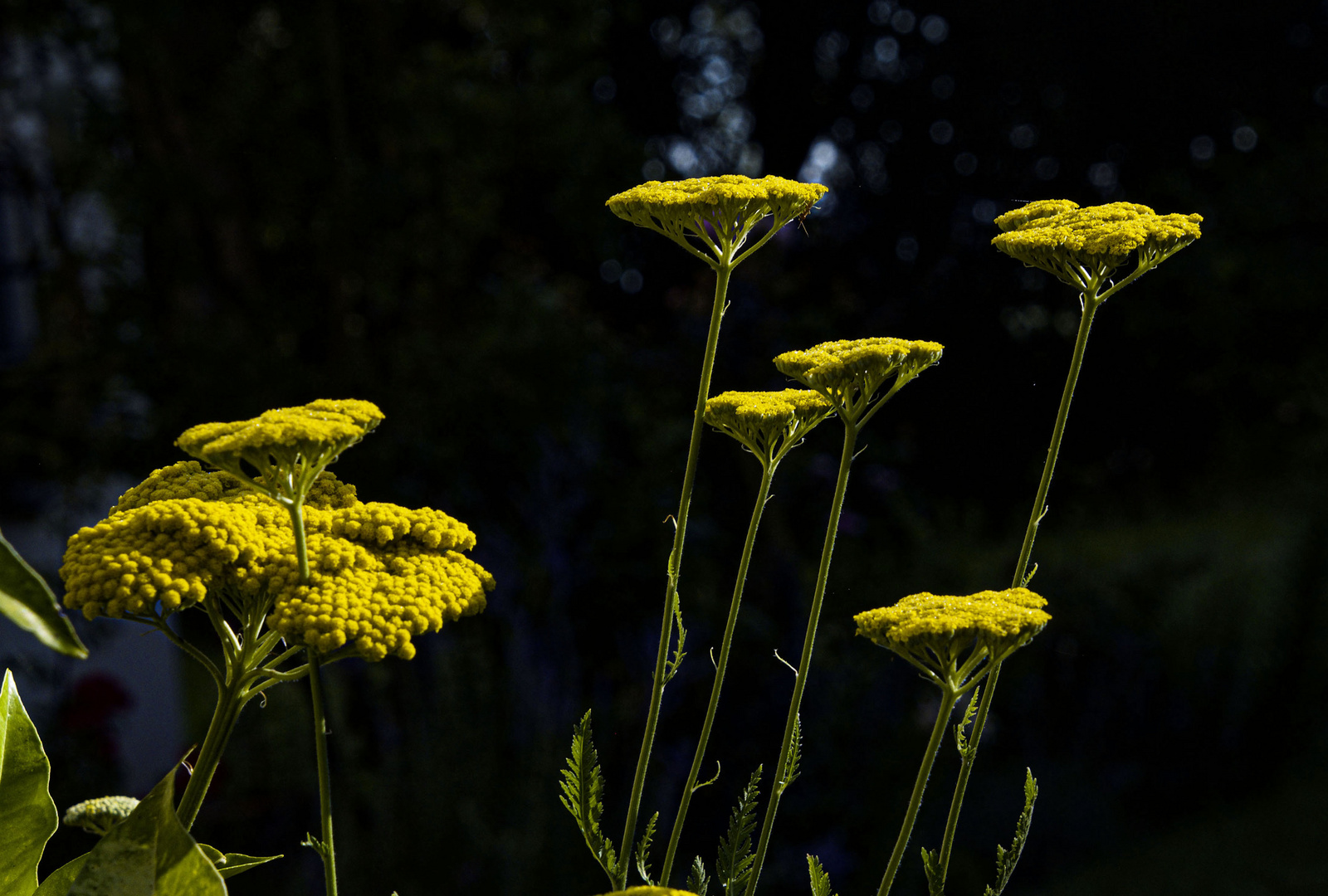 Achillea Filipendula.