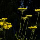 Achillea Filipendula.