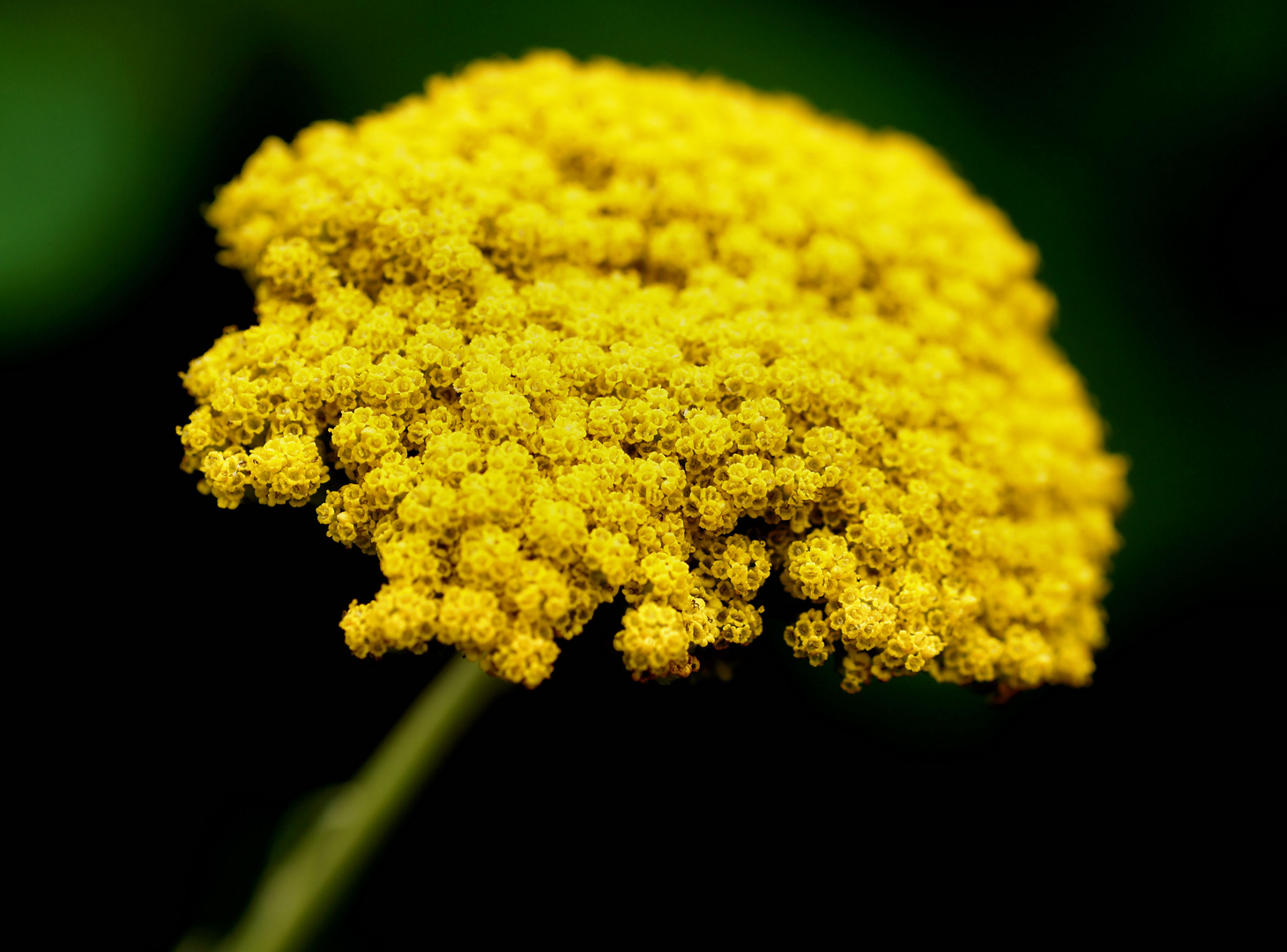 Achillea filipendulina