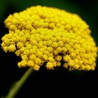 Achillea filipendulina