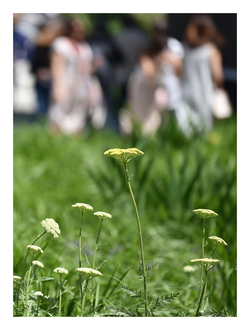 Achillea filipendulina oder Schafgarbe.....