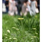 Achillea filipendulina oder Schafgarbe.....