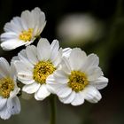 Achillea macrophylla