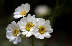 Achillea macrophylla