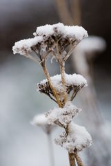 Achillea mit Häubchen