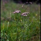 Achillea // Obersulzbachtal // Österreich