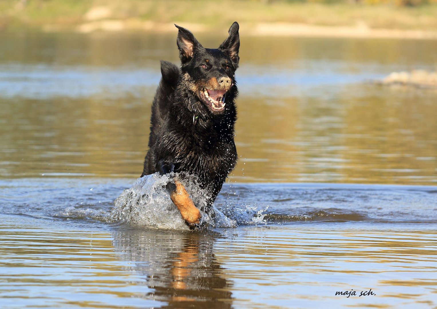 Achilles 8 Jahre alt und noch so herrlich verrückt wie ein Junghund