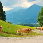 Achinger Alm in Ebbs