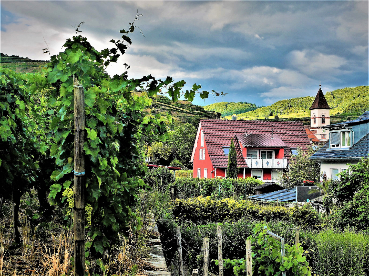 Achkarren im Kaiserstuhl - erstmal in den Weinberg hinein