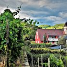 Achkarren im Kaiserstuhl - erstmal in den Weinberg hinein