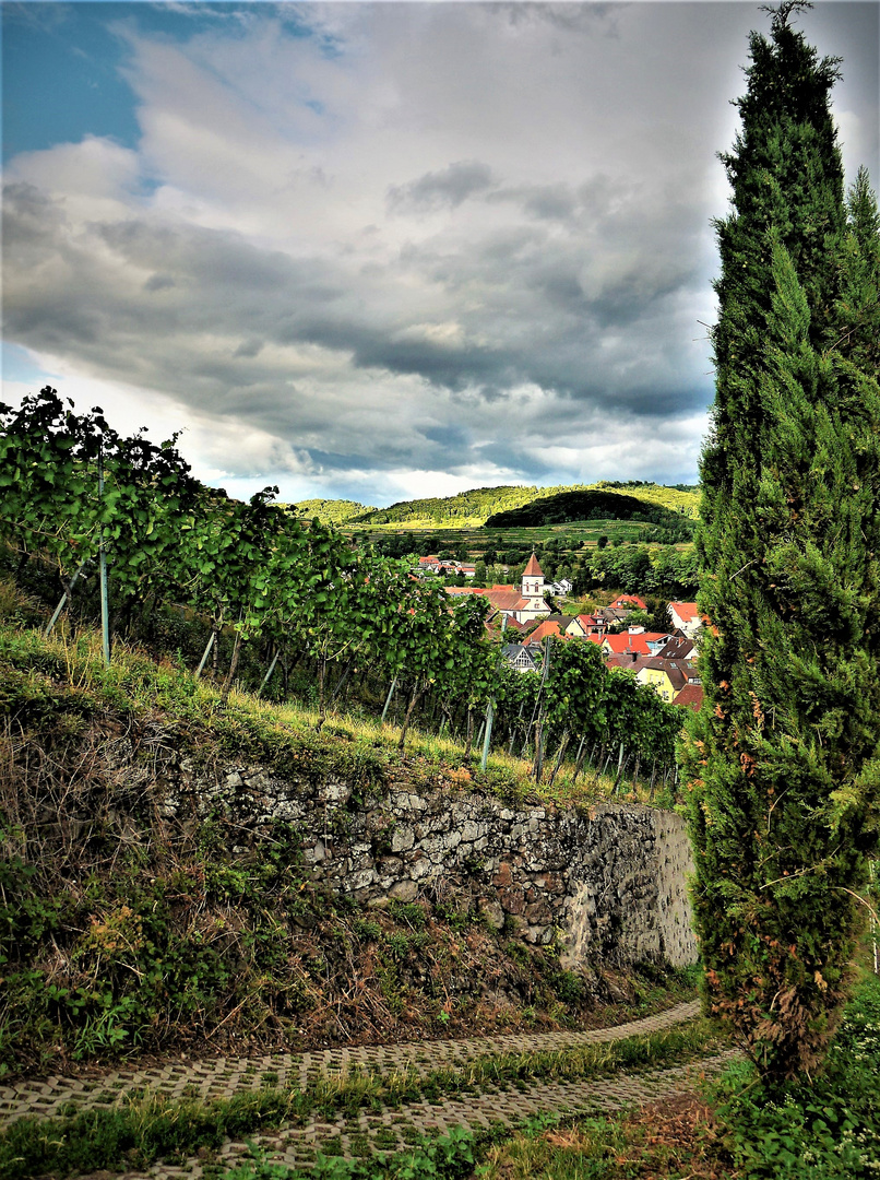 Achkarren vom Schloßberg aus gesehen 