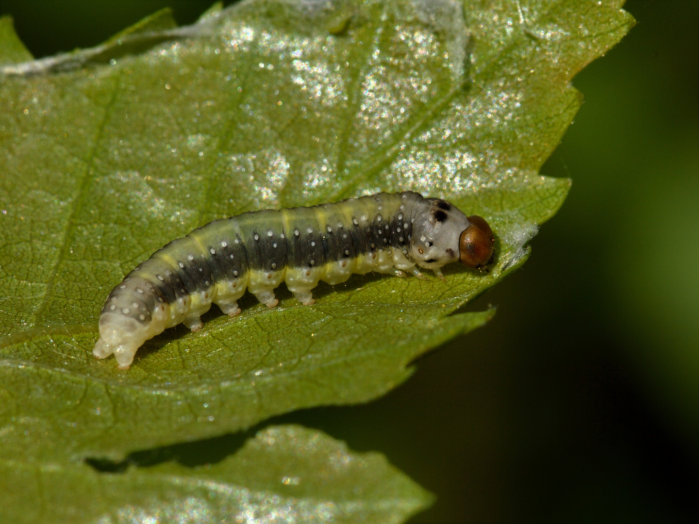 Achlya flavicornis, Gelbhorn-Eulenspinner-Raupe