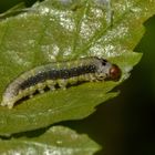 Achlya flavicornis, Gelbhorn-Eulenspinner-Raupe