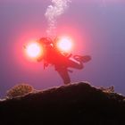 Achmed -der grandiose Unterwasser-Filmer