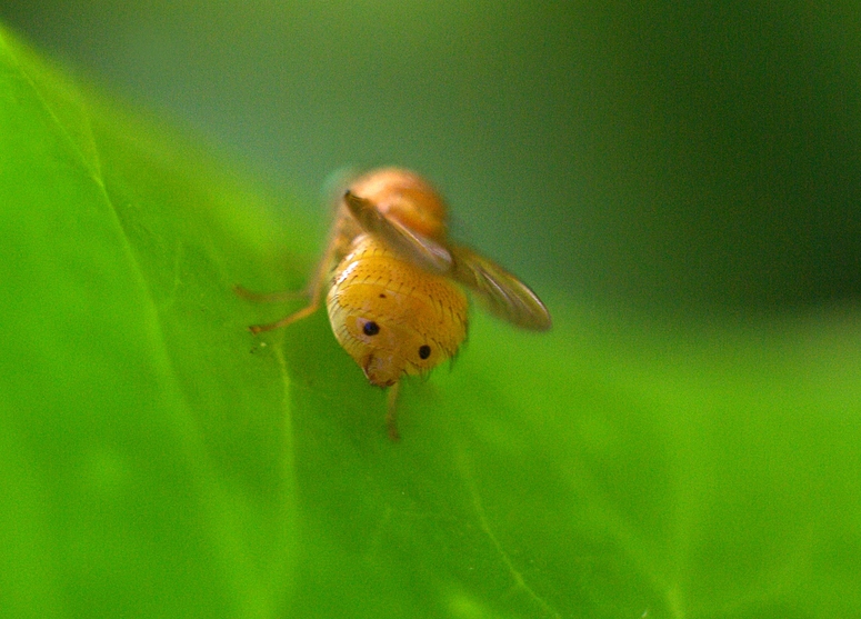 ach...Öhrchen hab´ ich auch..... :)