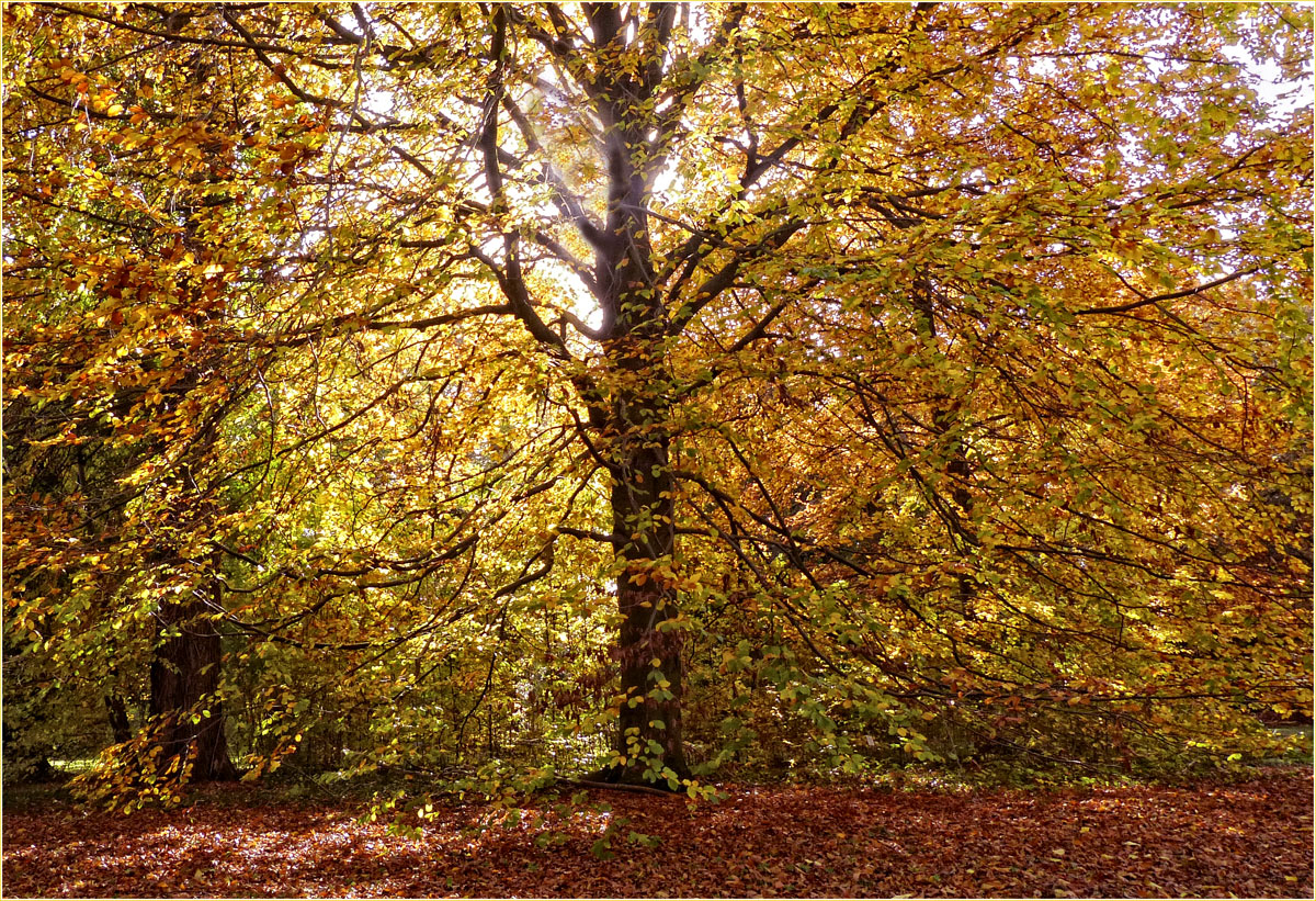 ACHORN IM GEGENLICHT