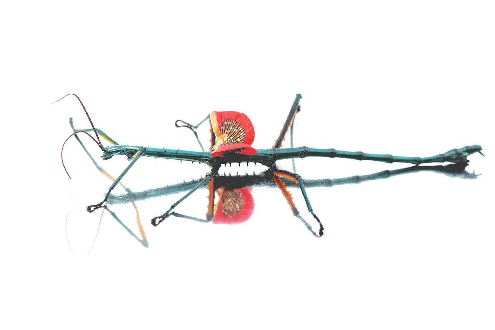 Achrioptera fallax Foto & Bild tiere, tierdetails, phasmiden Bilder