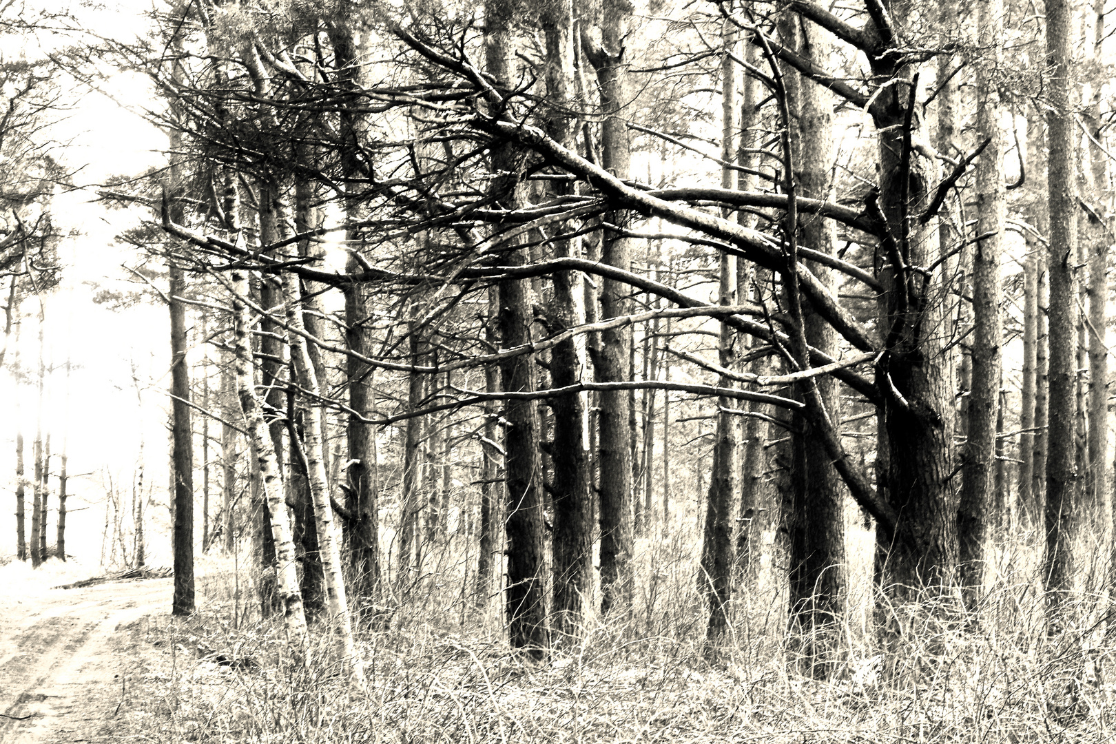 Achromatic forest.