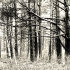 Achromatic forest.