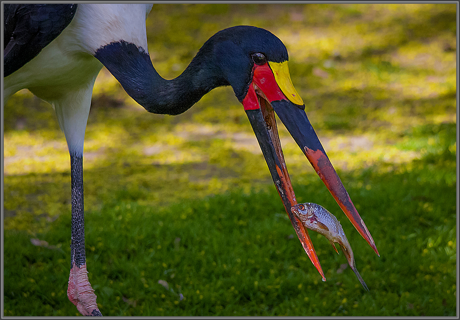 ..ach..schon wieder Fisch..!!  ( Afrikanischer Sattelstorch)