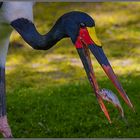 ..ach..schon wieder Fisch..!!  ( Afrikanischer Sattelstorch)