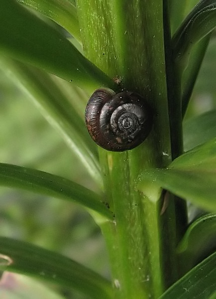 Achselschnecke