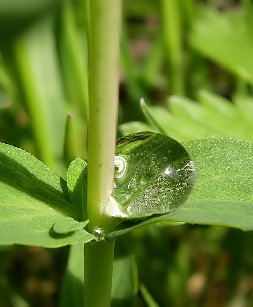 Achseltropfen