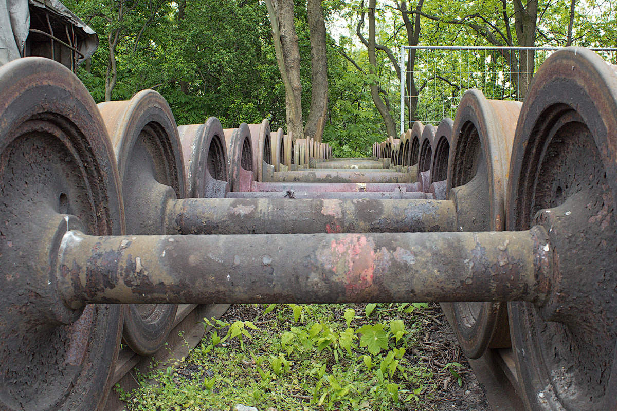 Achsen im Wald