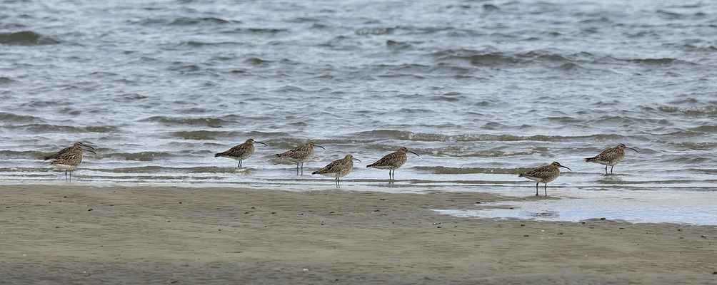 Acht auf einem Schlag! Eight at once! ¡Ocho a la vez!