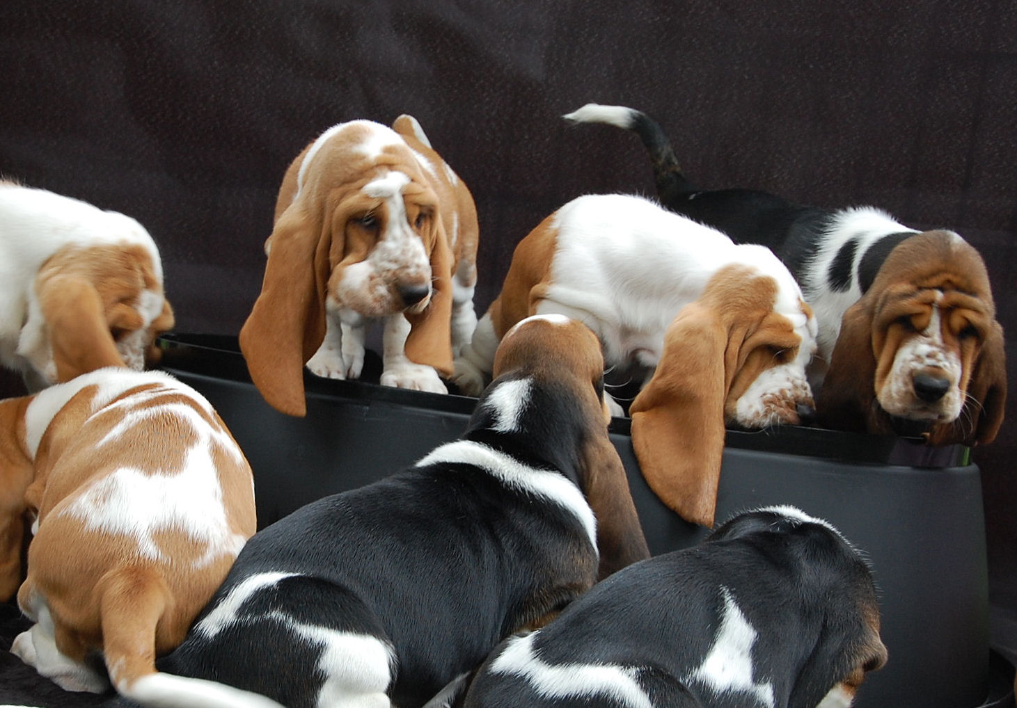 Acht Bassets