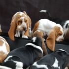 Acht Bassets