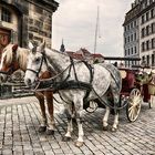 Acht Hufe für Dresden