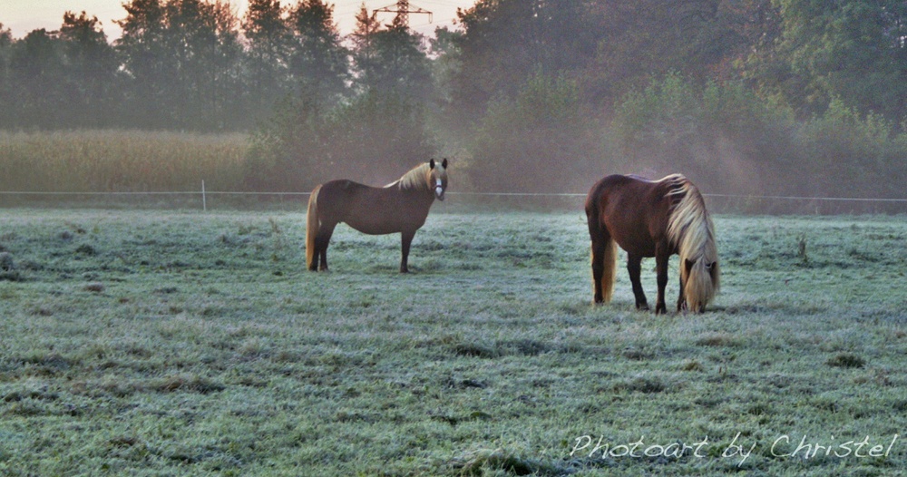 acht Hufe im Raureif