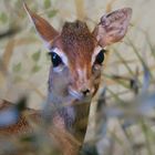 Acht Tage altes Kirk-Dikdik (Zwergrüssel, Zwergantilope) noch im 'Kinderzimmer'