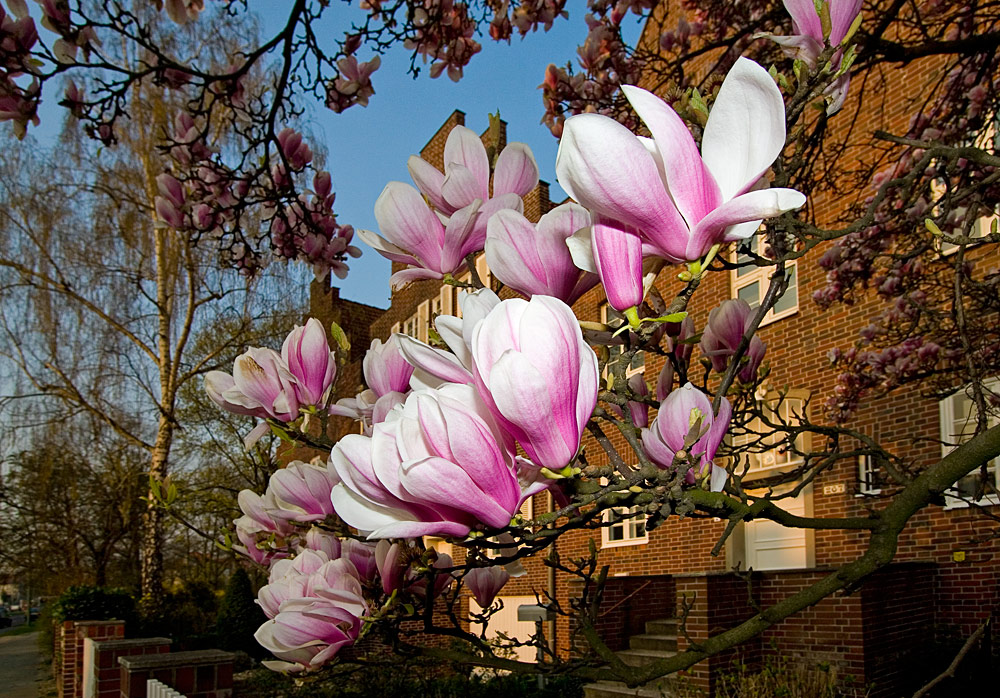 acht Uhr morgens im Frühling