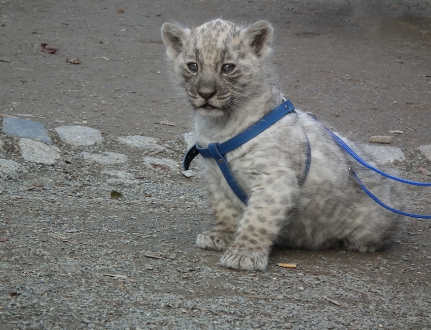 Acht Wochen alter weisser Jaguar