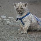 Acht Wochen alter weisser Jaguar