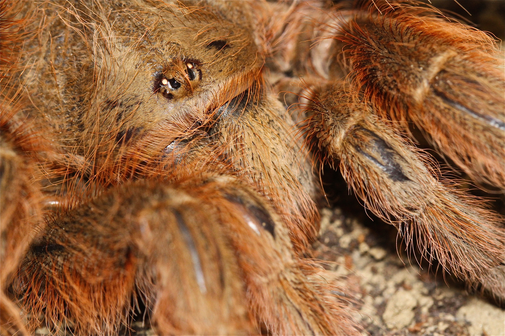 Achtbeiniger und Achtäugiger "Orang Utan" ?