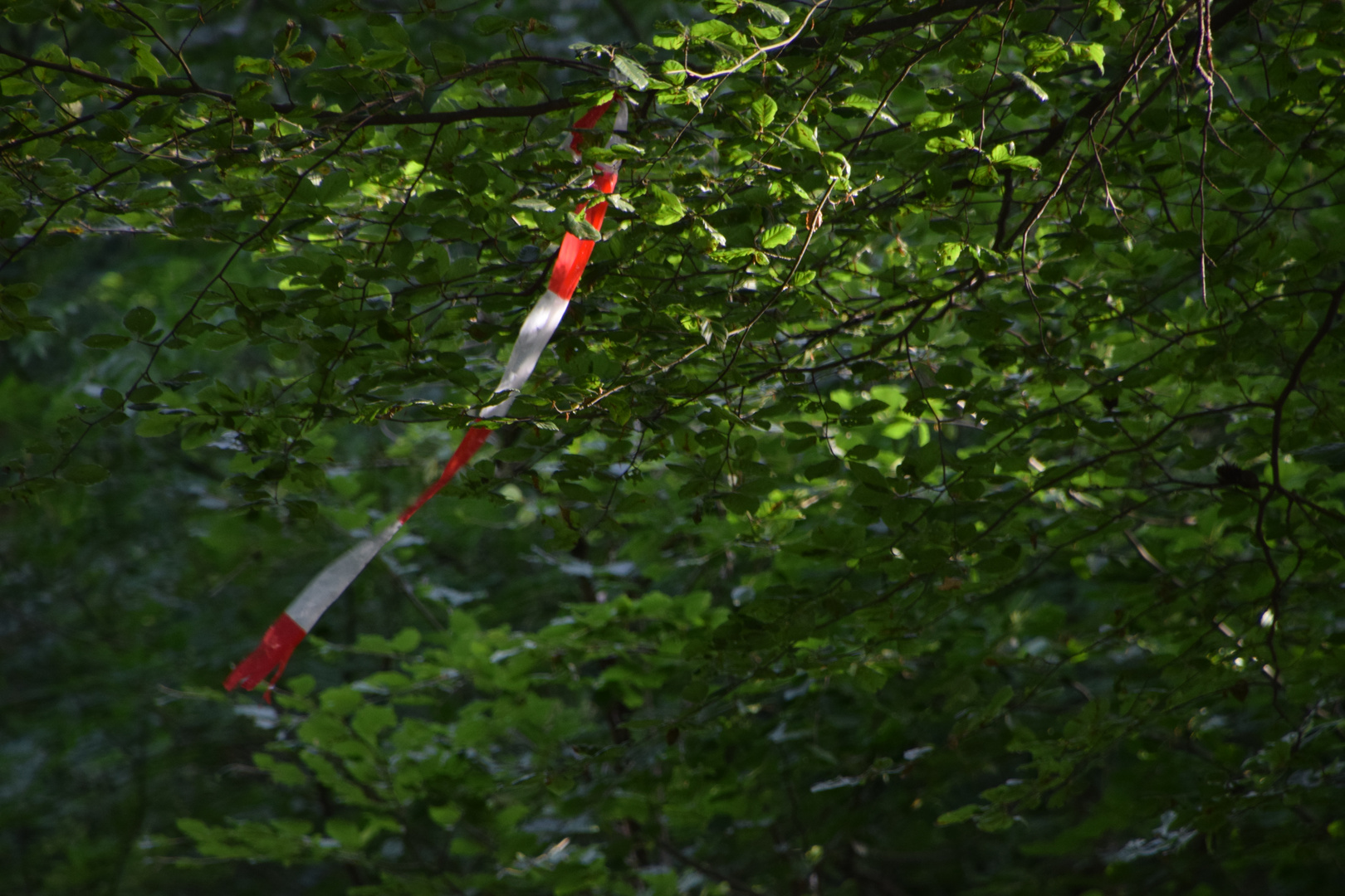 Achte auf die Natur .......