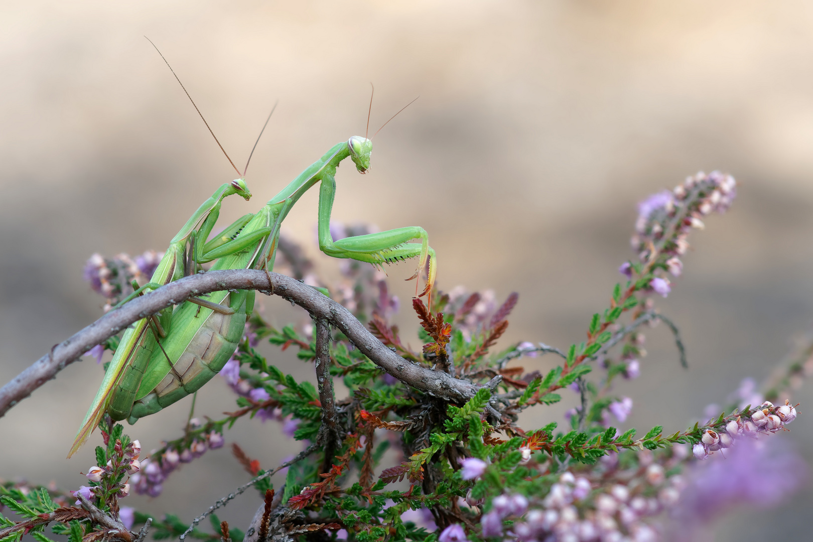 Achterbahn der Gefühle... für die männliche Europäische Gottesanbeterin - Mantis religiosa