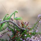 Achterbahn der Gefühle... für die männliche Europäische Gottesanbeterin - Mantis religiosa