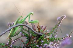 Achterbahn der Gefühle... für die männliche Europäische Gottesanbeterin - Mantis religiosa