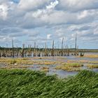 Achterwasser Usedom