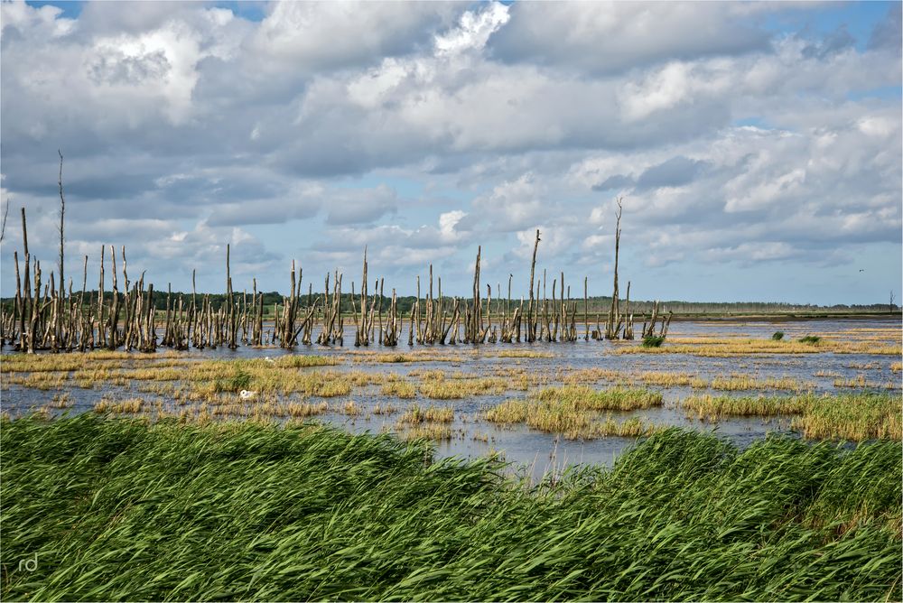 Achterwasser Usedom