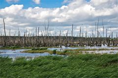 Achterwasser Usedom