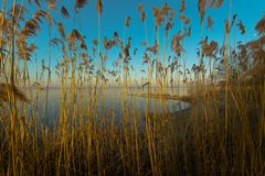 Achterwasser Usedom IV